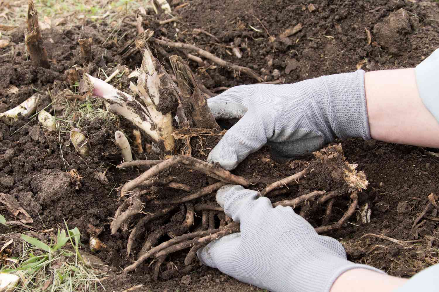 Plante d'asperge retirée du sol et divisée avec des gants