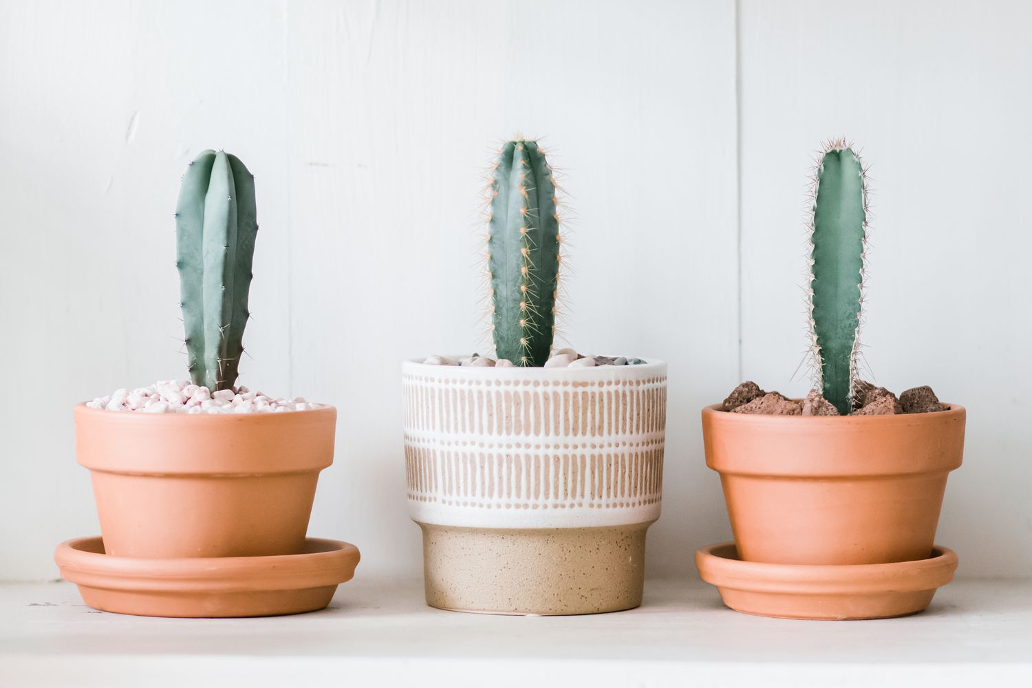 Cómo cultivar y cuidar cactus Pilosocereus