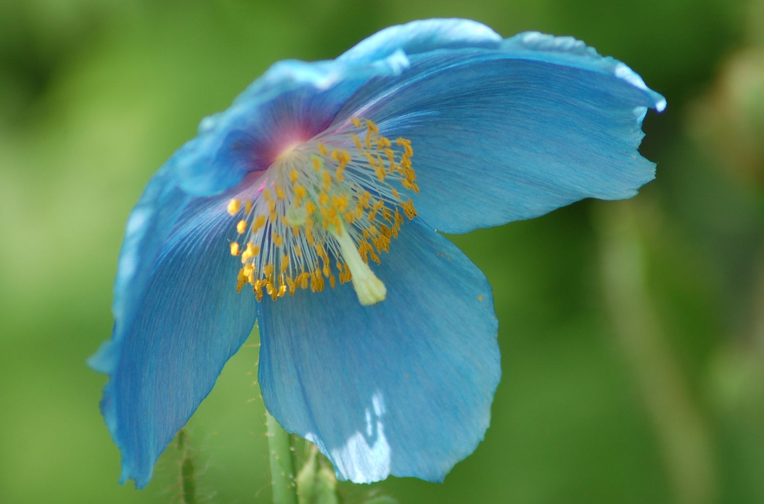 Blaue Mohnblume