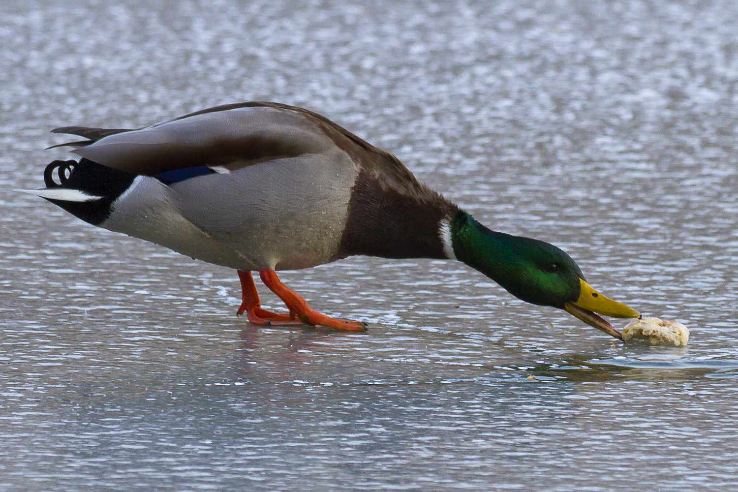 Pato comendo pão