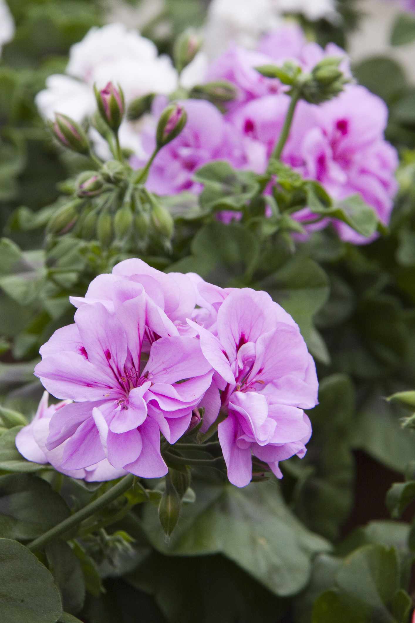 'Temprano Butterfly' Ivy Geranium