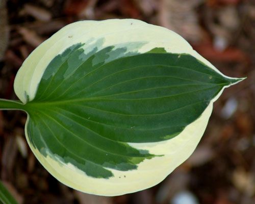 'Minute Man' hosta mit weißgerandeten grünen Blättern