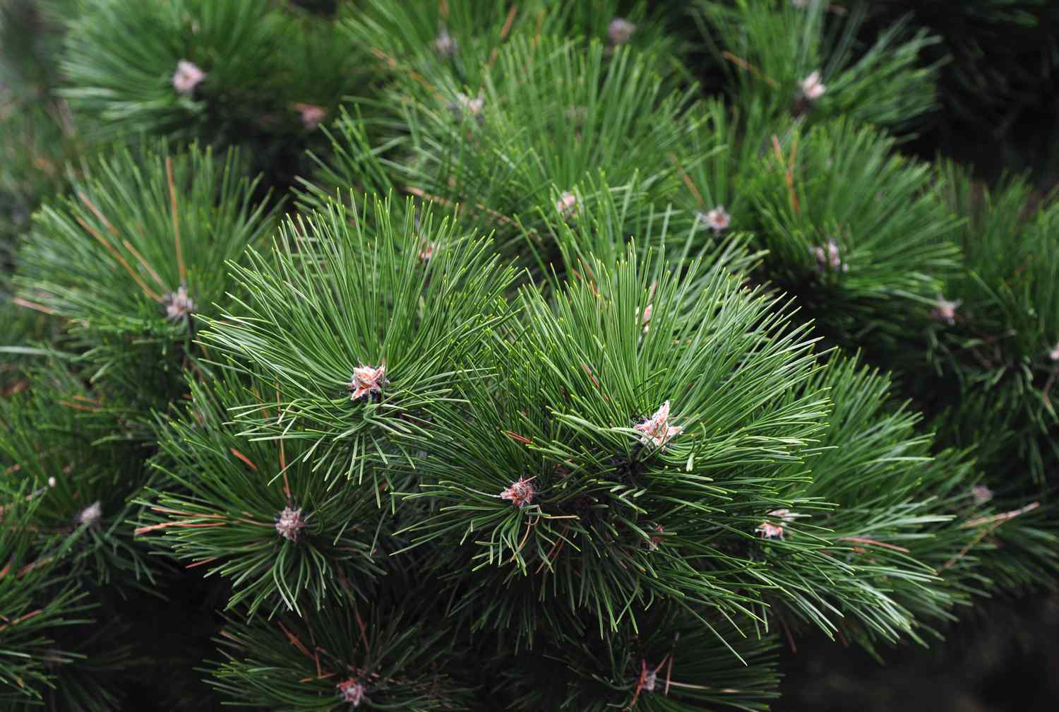 Anbau und Pflege einer Waldkiefer