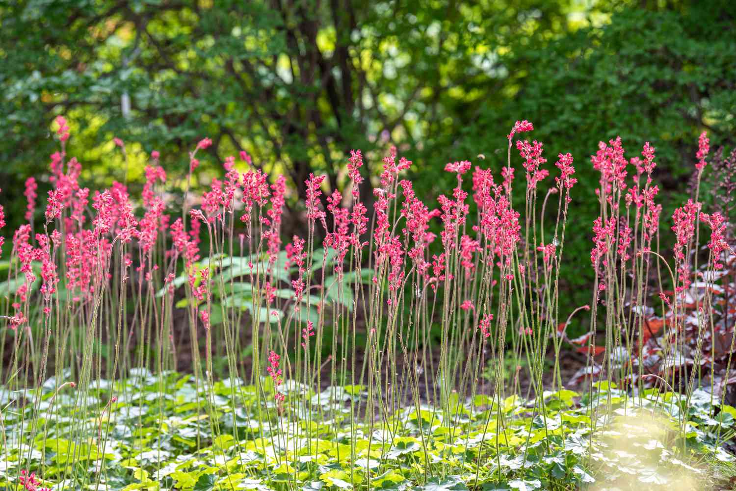 Flores Coral bells com pequenas pétalas rosa em hastes finas em um jardim com sombra