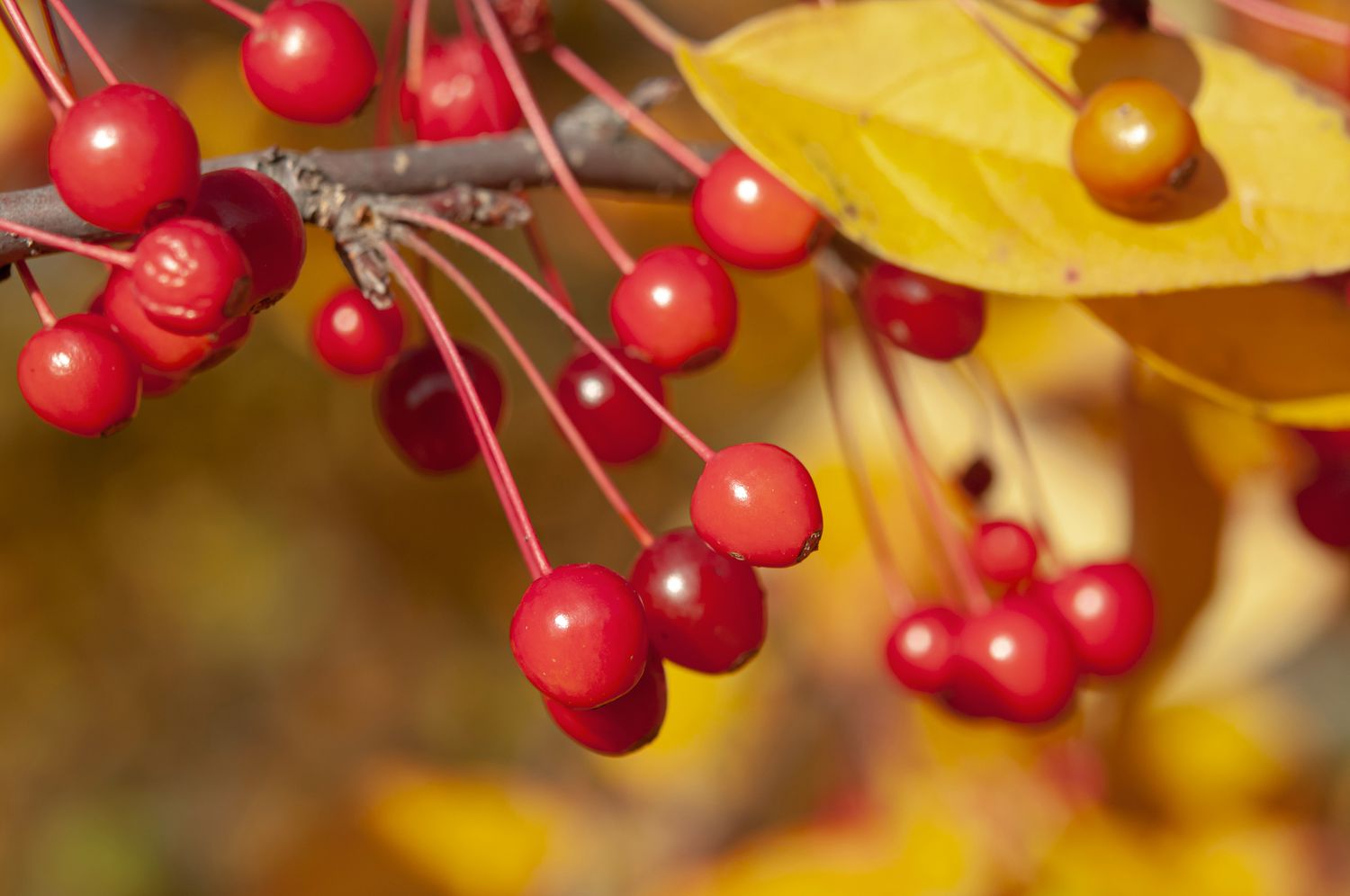 Trauerapfelzweig mit kleinen roten Früchten und gelbem Blatt im Sonnenlicht in Nahaufnahme