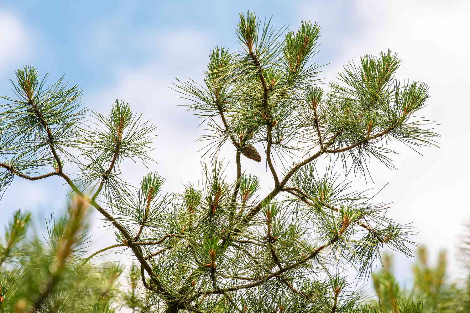 Pitch pine tree with dark green needles and small pinecones on twisted branches 