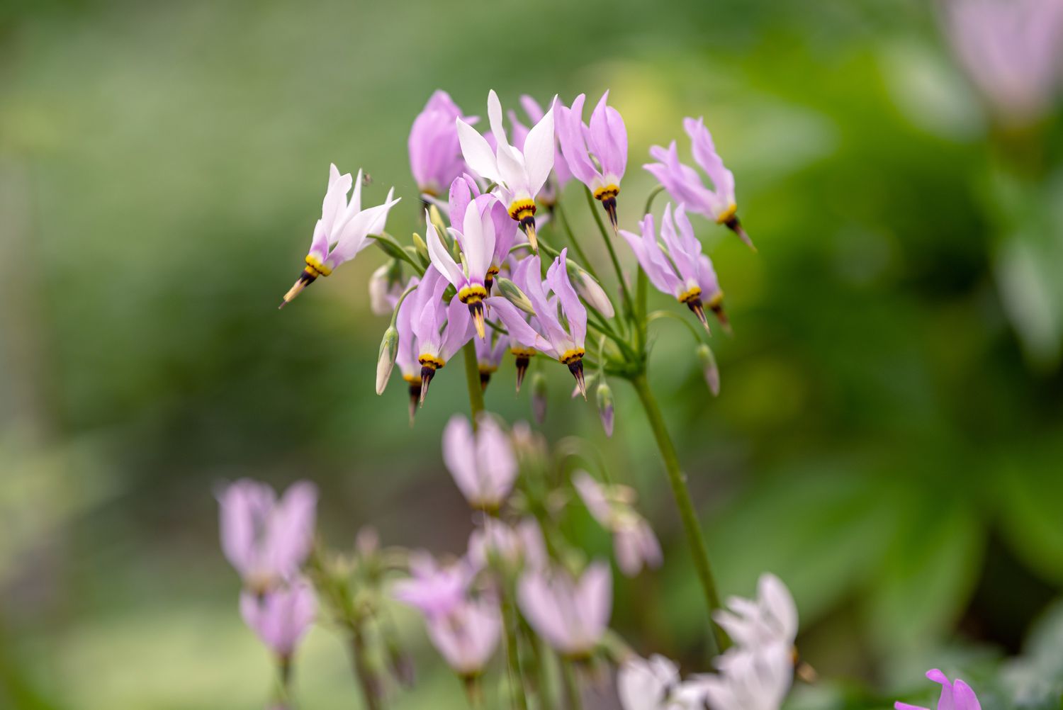 Sternschnuppenpflanze mit kleinen rosa und weißen hängenden Blüten an dünnem Stiel