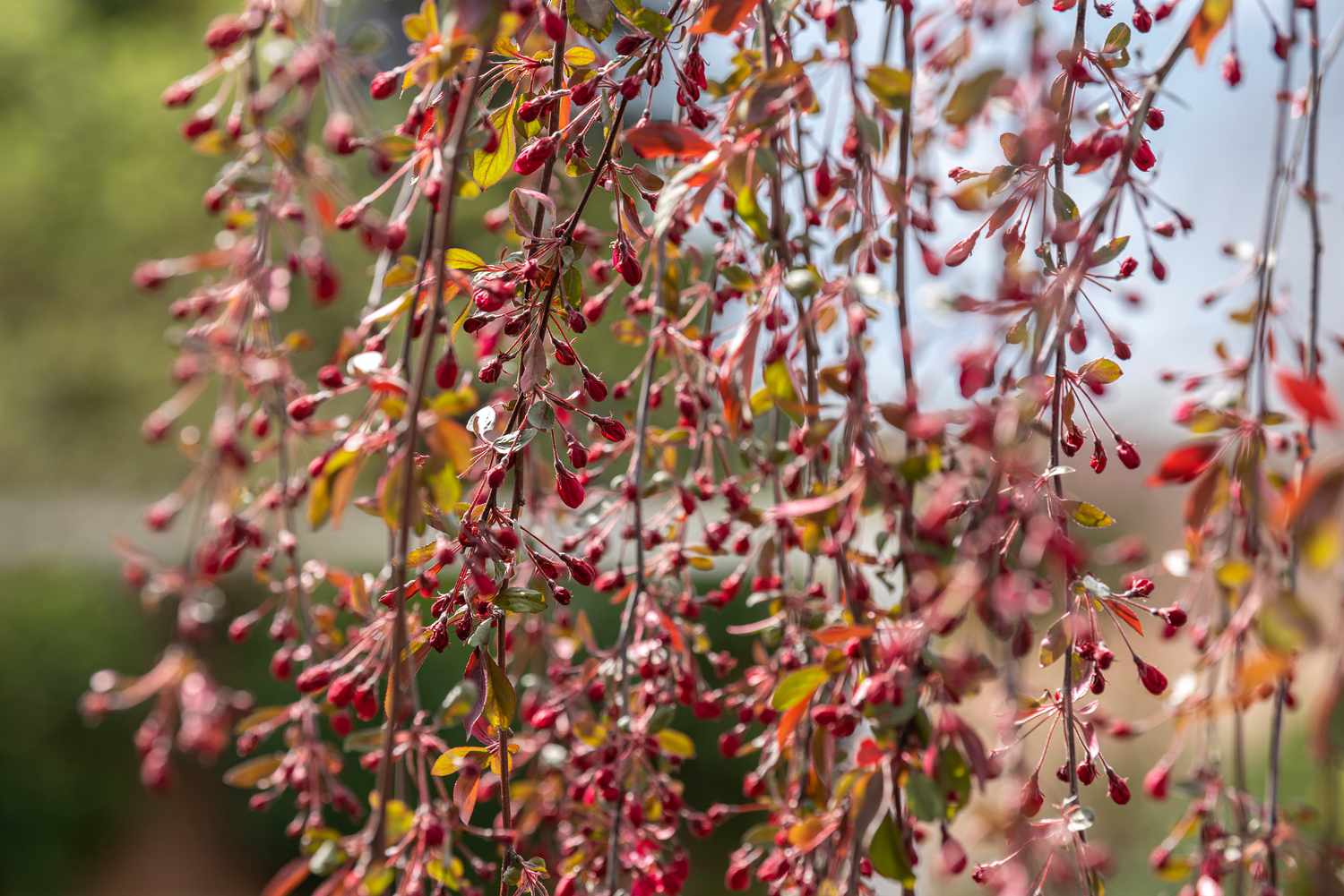 Zweige des Trauerapfelbaums mit kleinen roten Früchten und gelben Blättern in Nahaufnahme