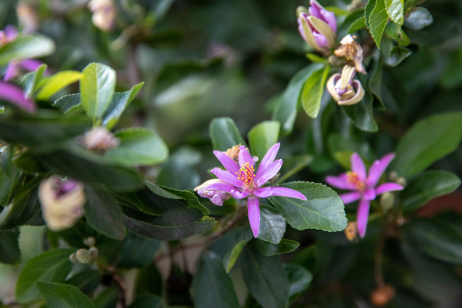 Lavendel-Sternblumenbaum mit hellvioletten sternförmigen Blüten an den Zweigen