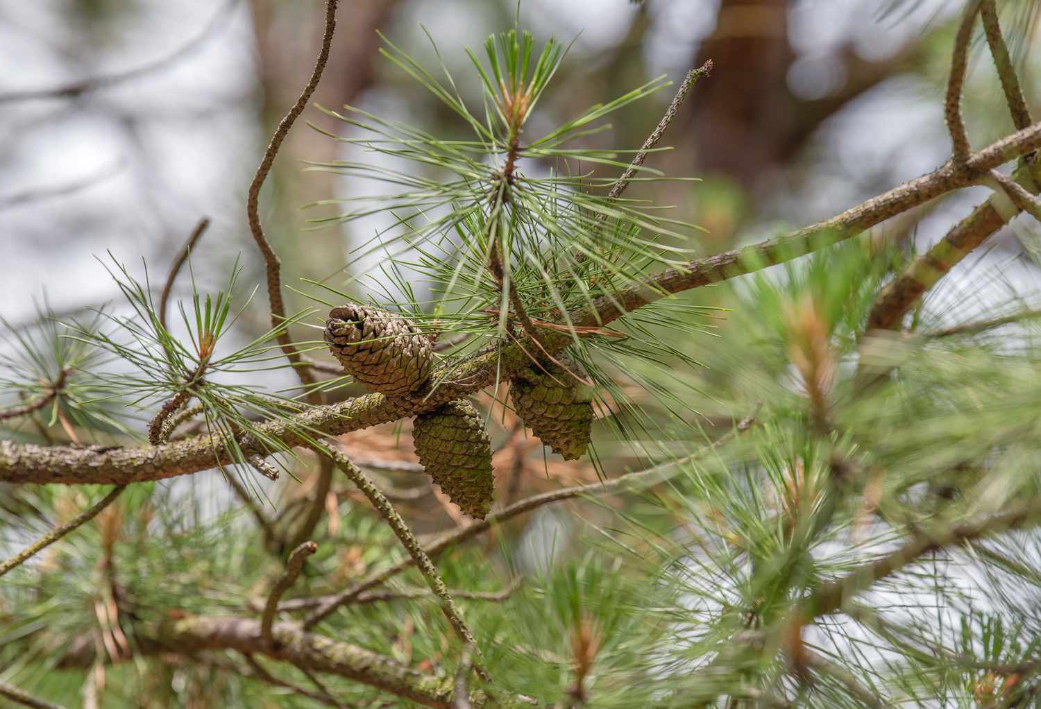 Branche de pitchou avec de longues aiguilles épaisses et de petites pommes de pin 