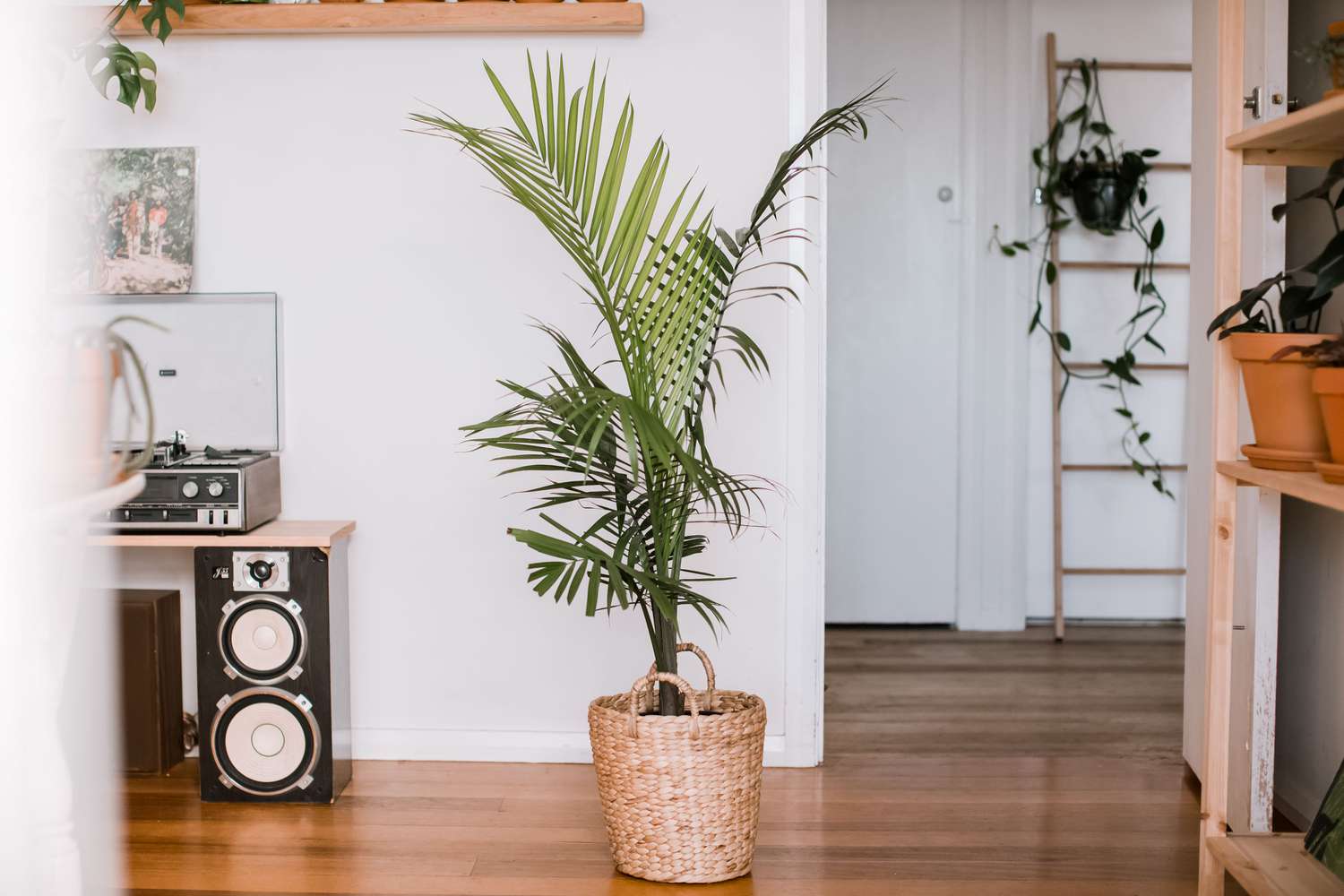 Majestic palm in wicker basket with tall dark green fronds 