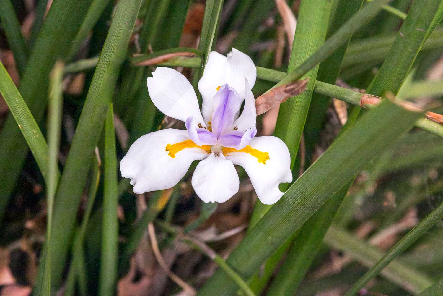 Wie man Iris-Rhizome pflanzt