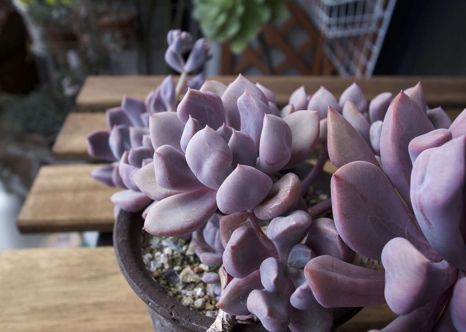 x Graptoveria Topsy Debbi