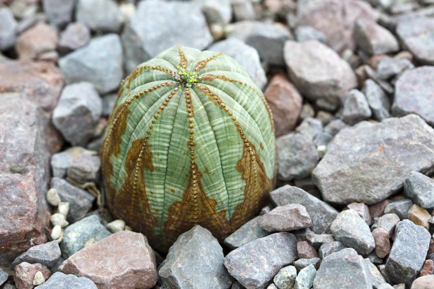 Baseballpflanze (Euphorbia obesa) zwischen Felsen