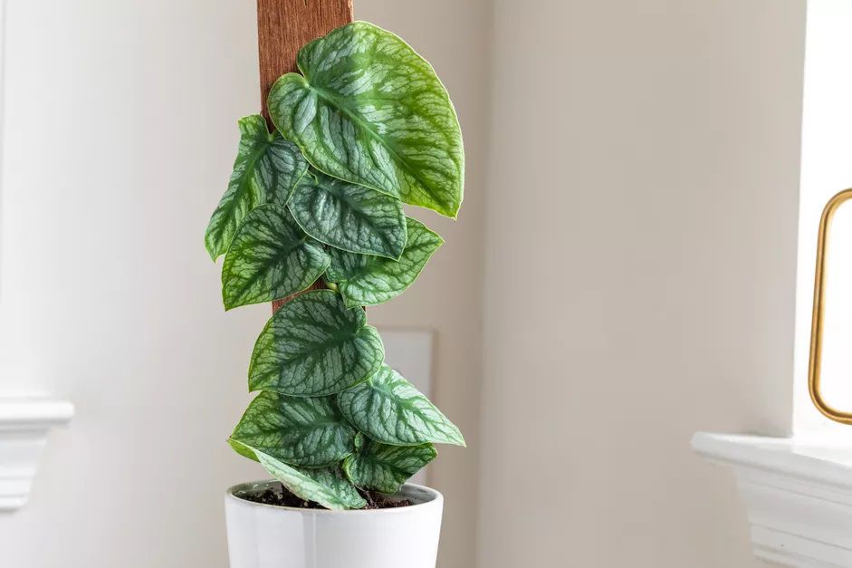 Potted Monstera Dubia against a light wall