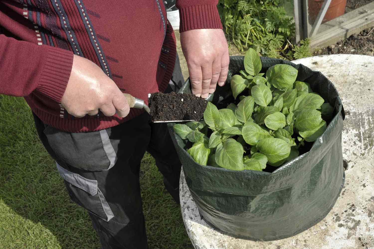 Jardineiro que cobre as batatas com adubo cultivado em um saco de pátio ou saco de cultivo de vegetais que economiza espaço.