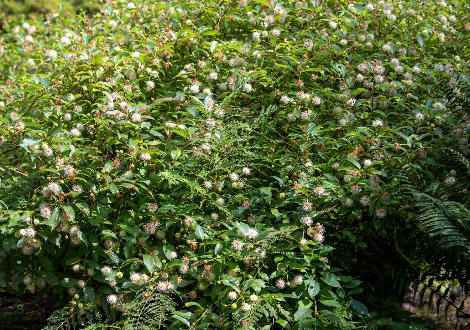 Knopfbuschstrauch mit kleinen weißen Nadelkissenblüten an den Zweigen