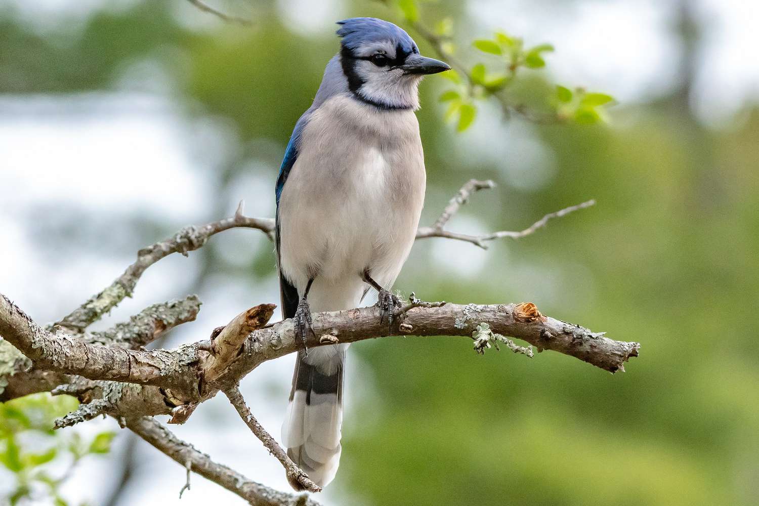 Blauhäher sitzt auf einem Ast