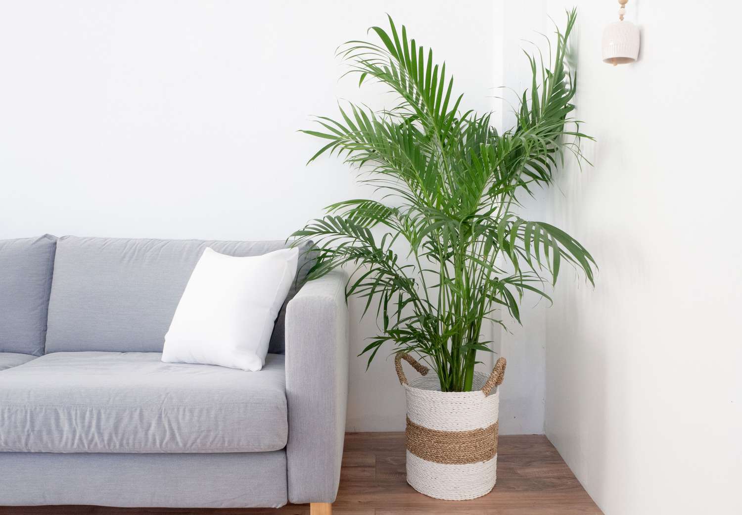 Palmen: Anleitung zur Pflege und Aufzucht von Zimmerpflanzen