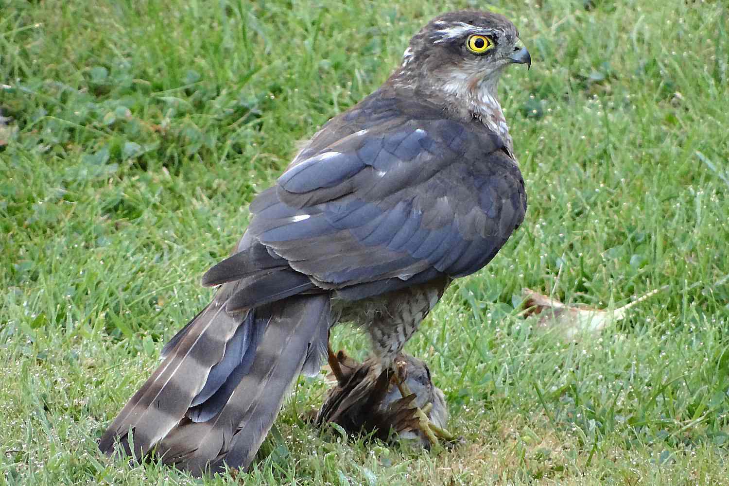 Vögel im Garten vor Falken schützen