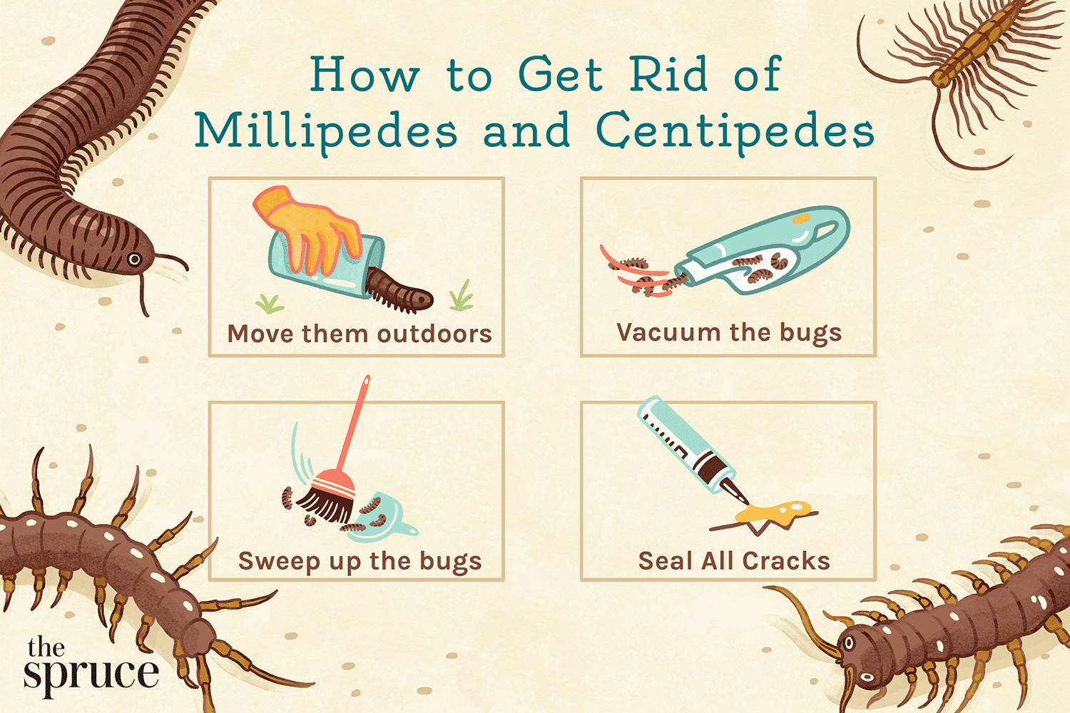 How to Get Rid of Millipedes and Centipedes