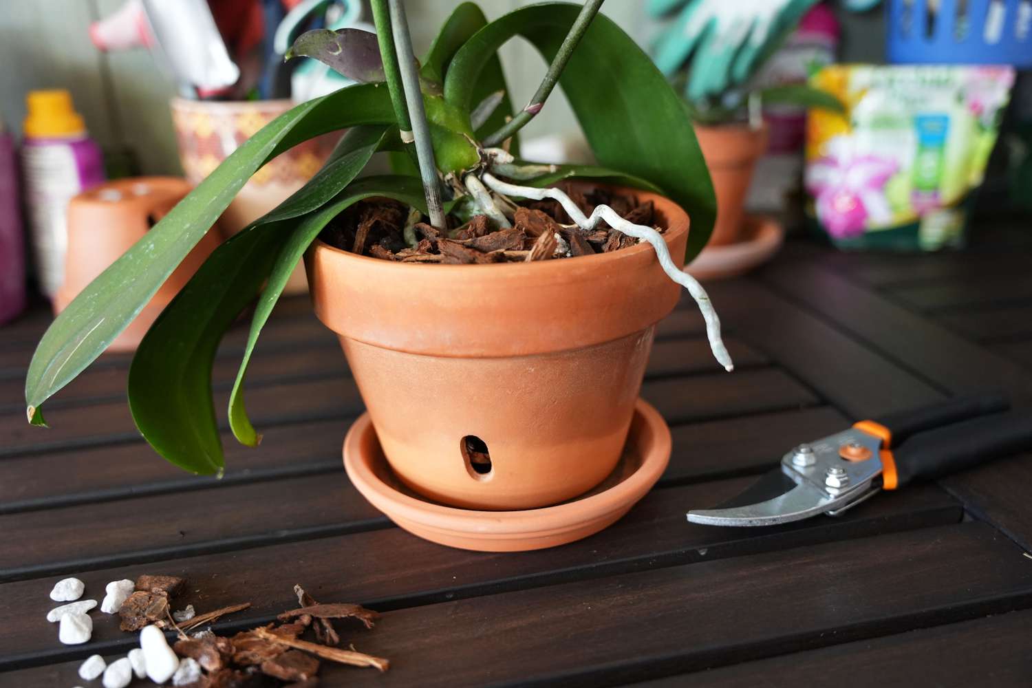 Orchidée rempotée avec des racines aériennes dans un pot en argile à côté d'élagueurs et de matériel