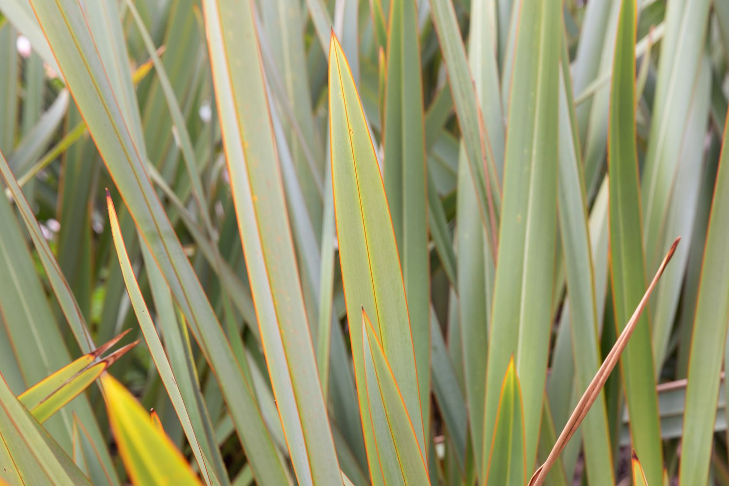 closeup of New Zealand flax