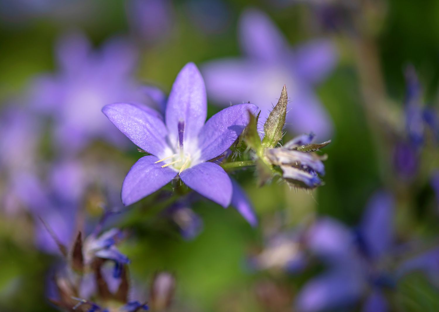 Dalmatiner-Glockenblume mit violetter glockenförmiger Blüte und Knospe in Nahaufnahme