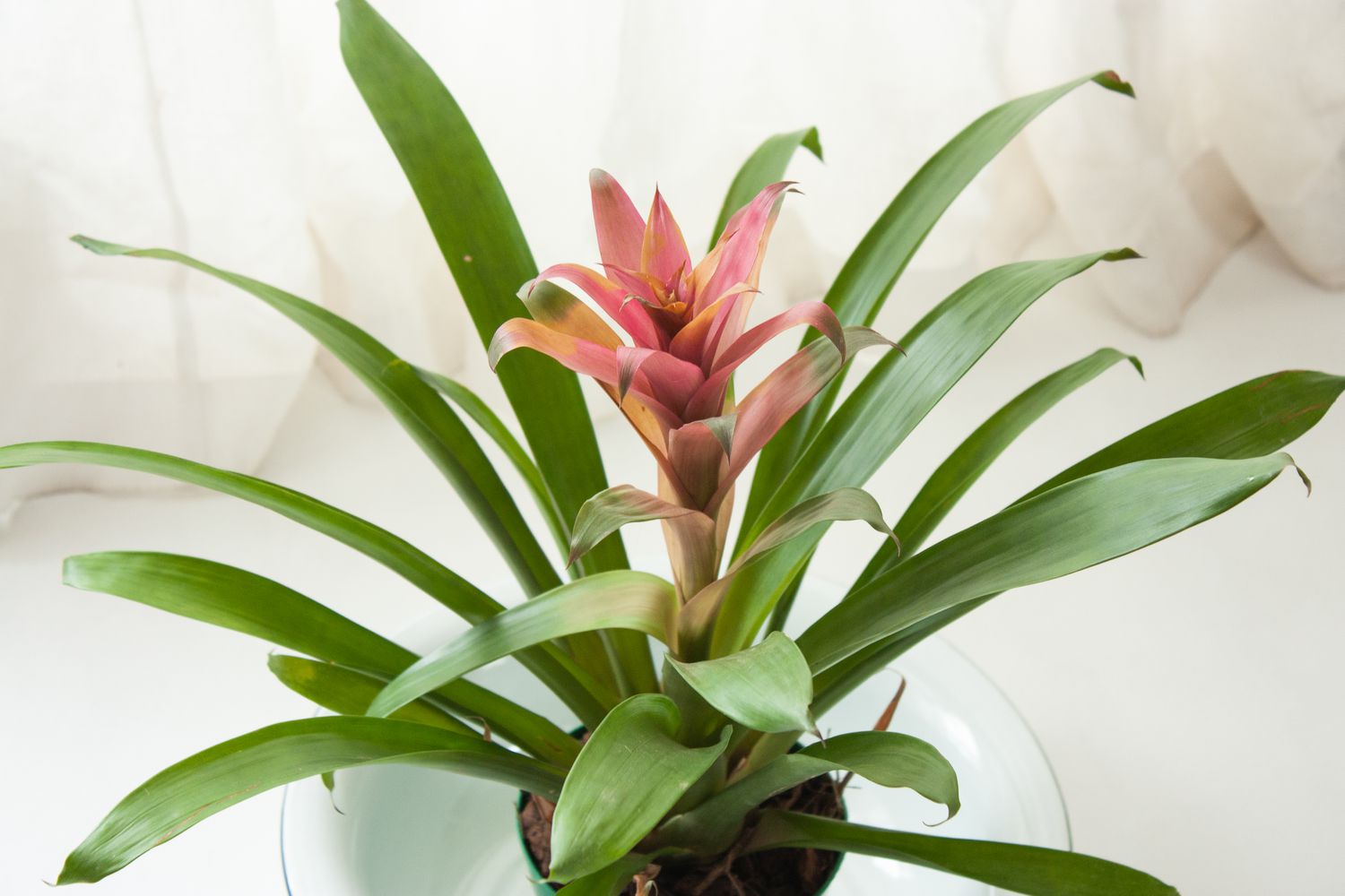 Guzmania-Bromelie