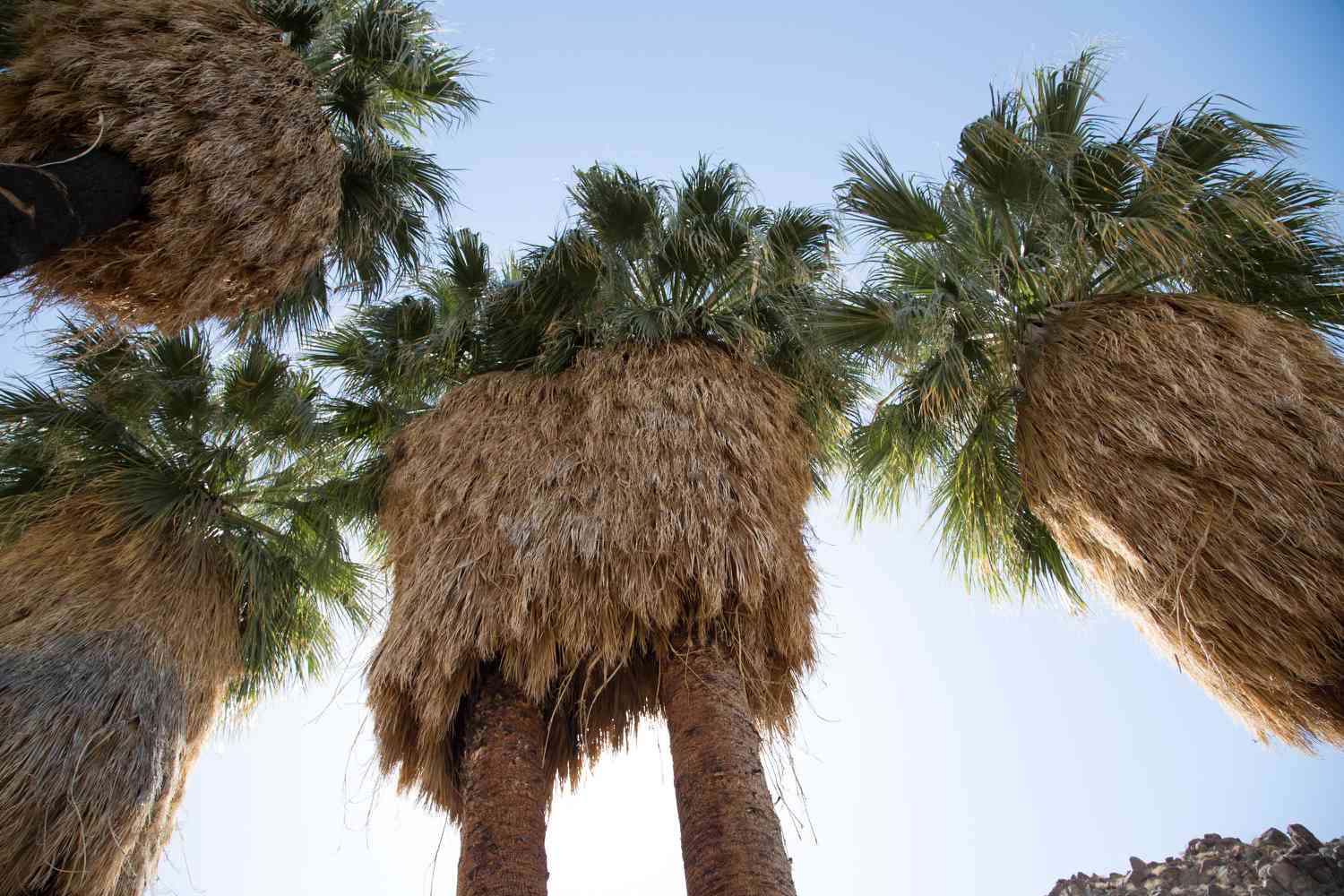 Kalifornische Fächerpalmen mit großen fächerförmigen Wedeln über dickem braunen Wedelrock