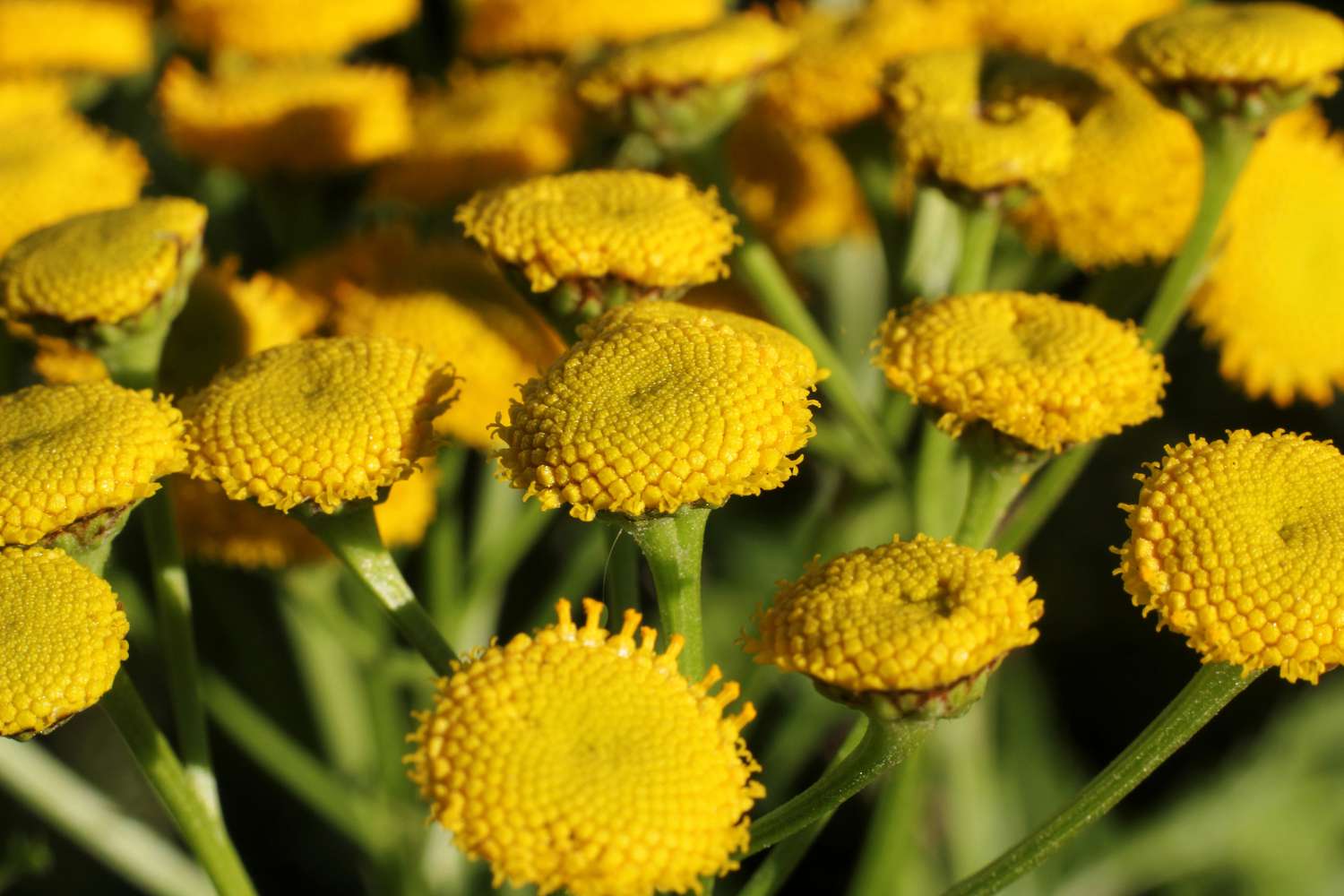 Closeup of flowers of tansy plant.