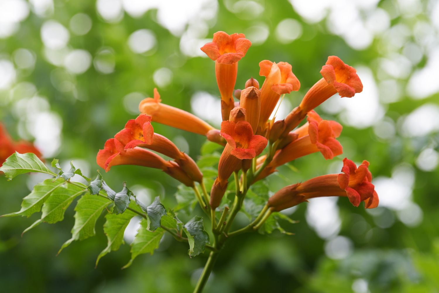 Trompetenrebe mit kleinen orangefarbenen röhrenförmigen Blüten und Blättern, die an einem Stiel hängen