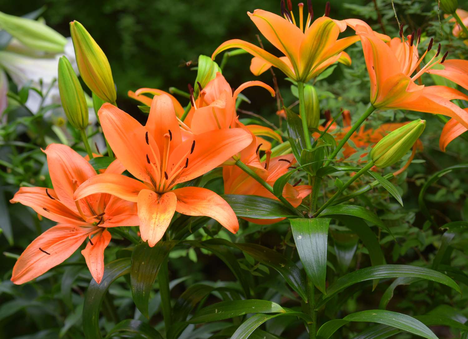 Orangefarbene Lilienpflanze mit orangefarbenen trompetenförmigen Blüten und Knospen