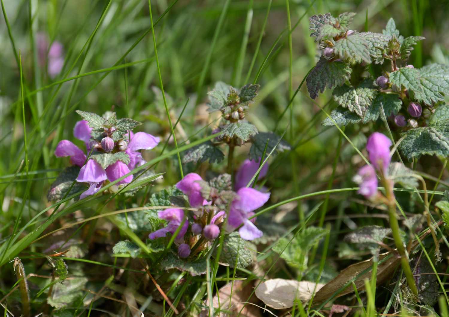 Fleckige abgestorbene Brennnesselpflanze mit silbrig-grünen Blättern und kleinen rosa Blüten zwischen Grashalmen im Sonnenlicht