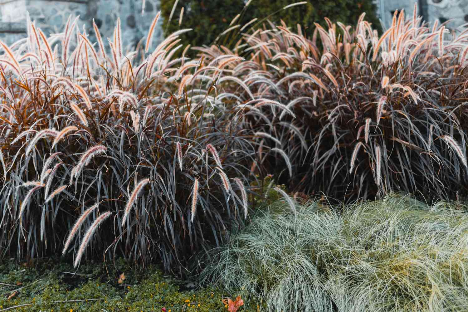 purple fountain grass