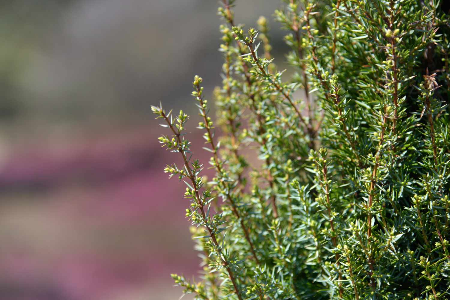 Common juniper ' arnold' vertical tree branches with short needle-like leaves in sunlight closeup