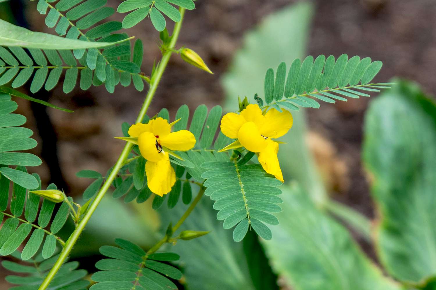 Caule de planta de ervilha-de-passarinho com flores e botões amarelos ao lado de folhas emplumadas em close-up?