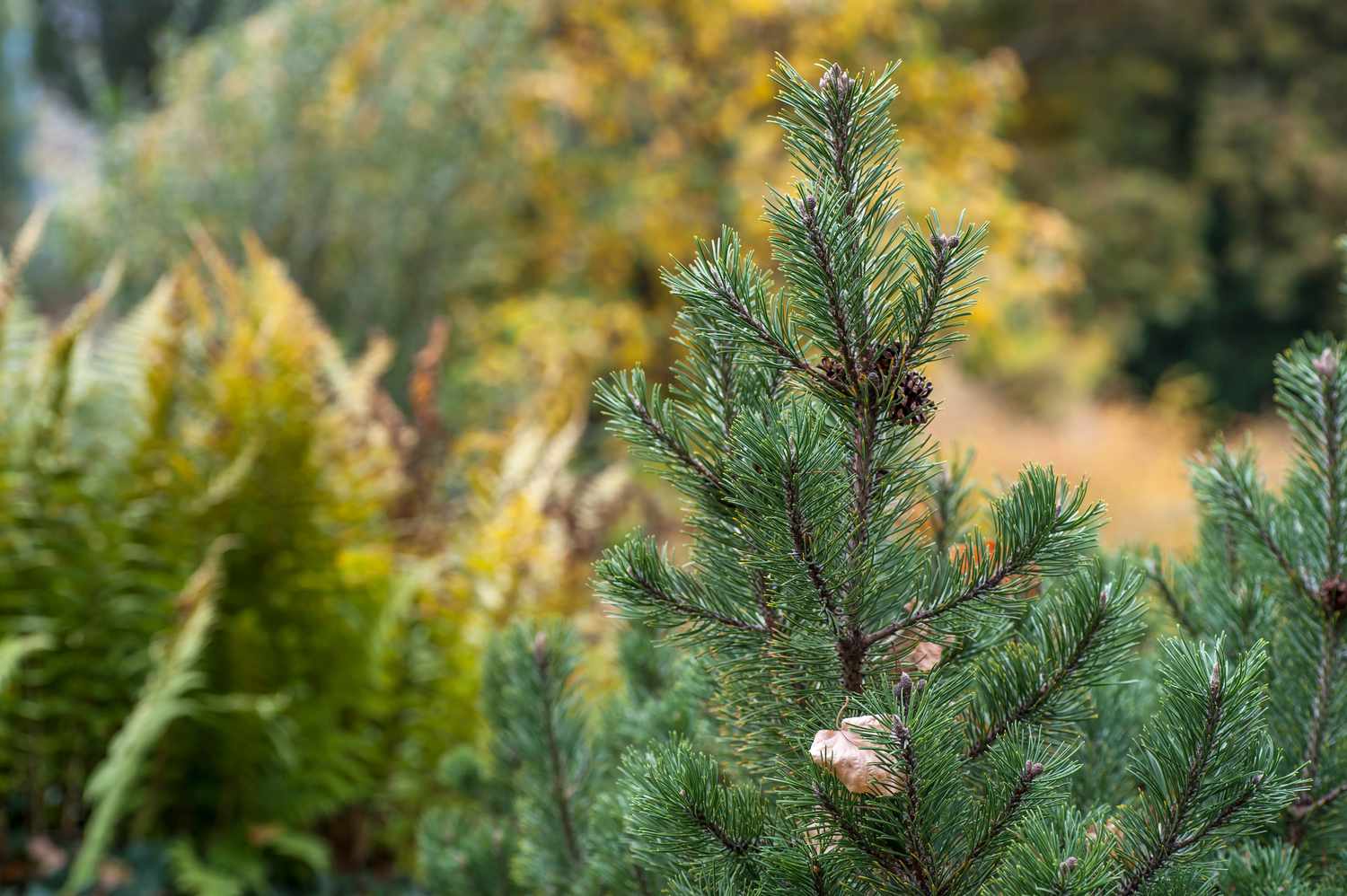 mugo pine details