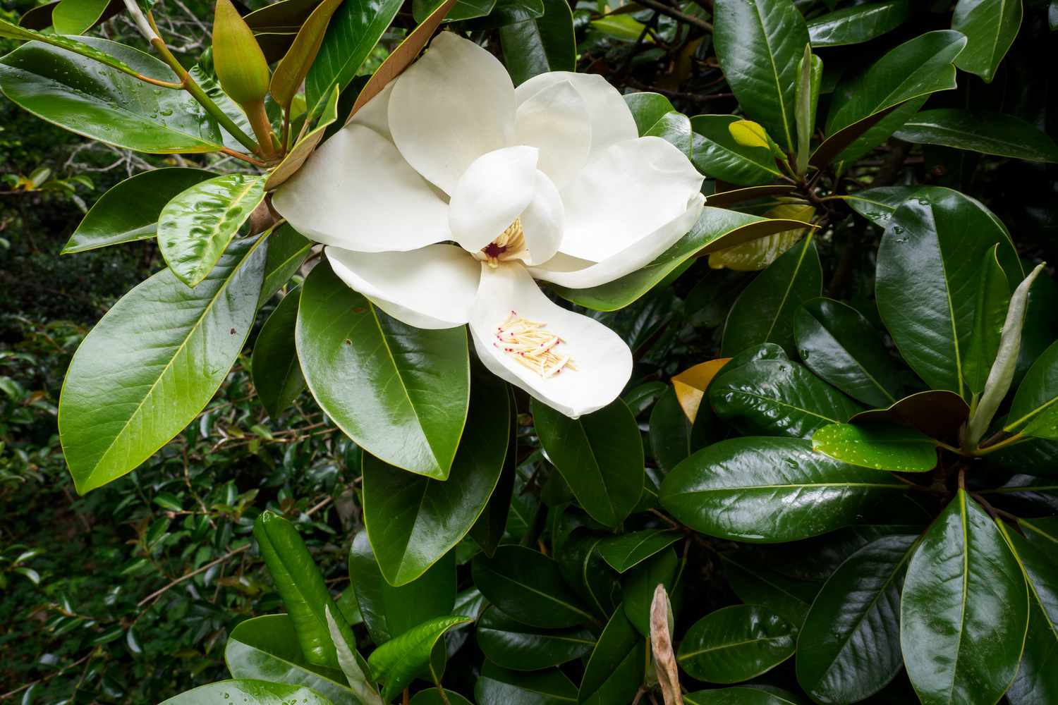 Cómo cultivar Magnolia Grandiflora (Magnolias del sur)