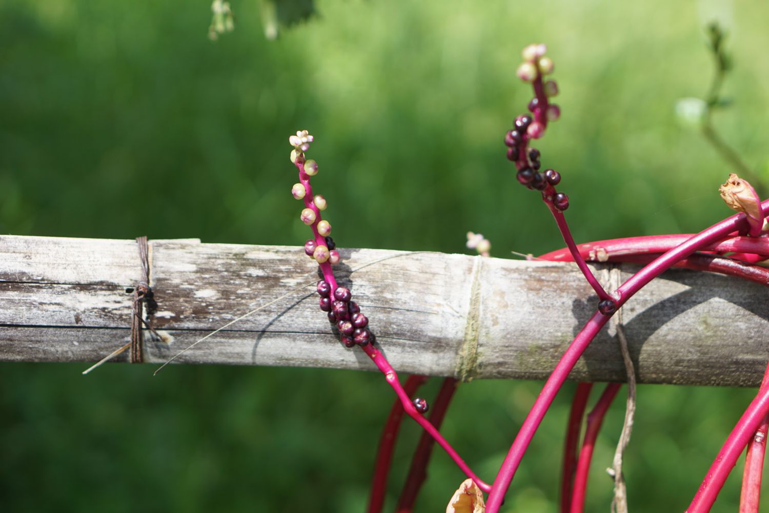 Malabarspinat rosa Ranken mit kleinen weißen und violetten Beeren an Zaunpfosten