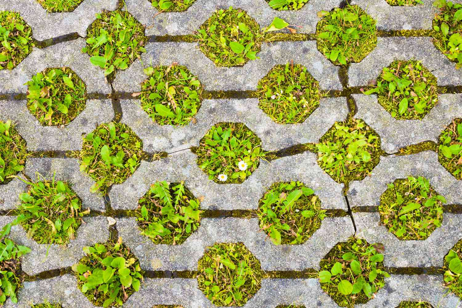 Durchlässiges Pflaster mit Gras. Umweltfreundliches Parken