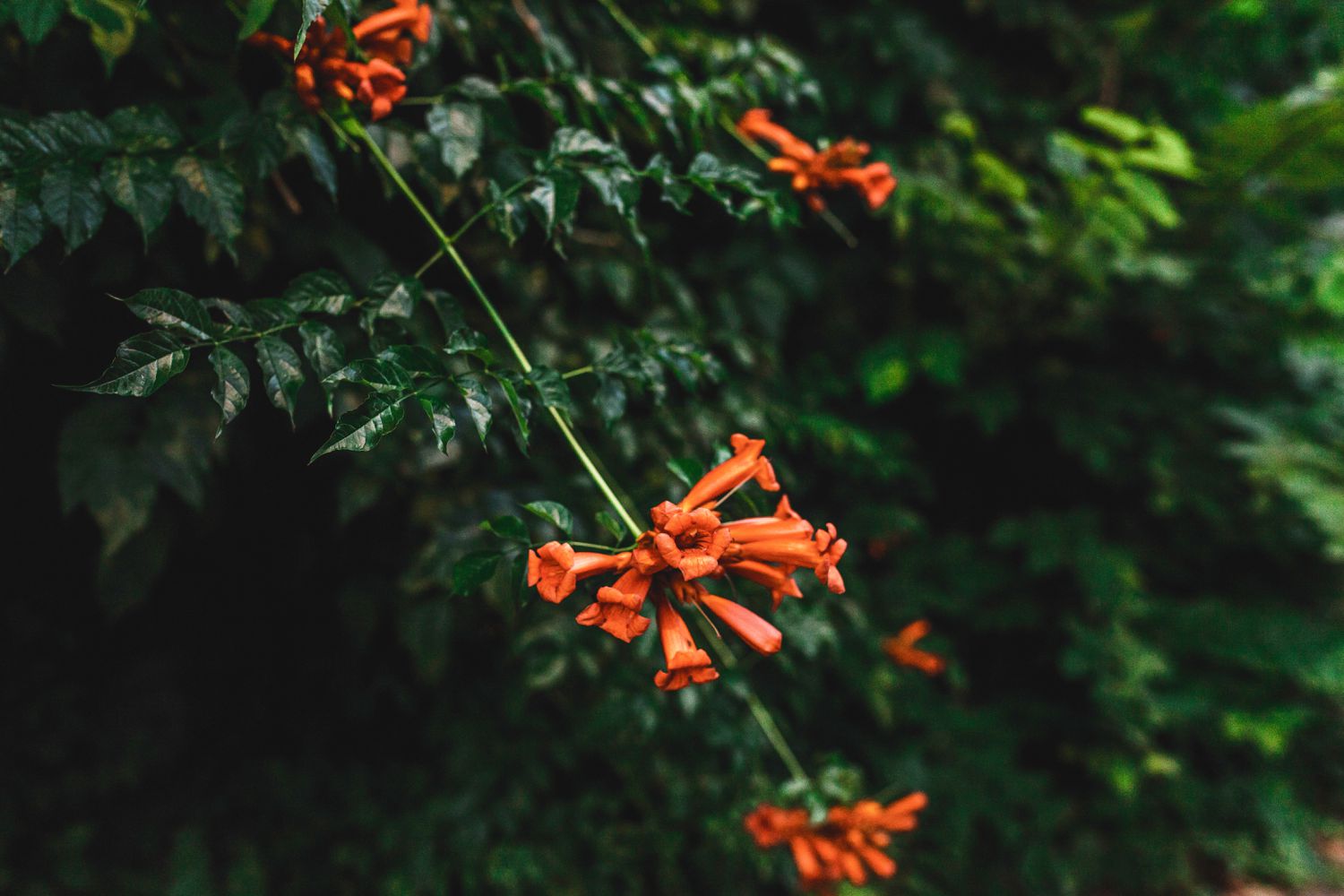 orangefarbene Trompetenblüten