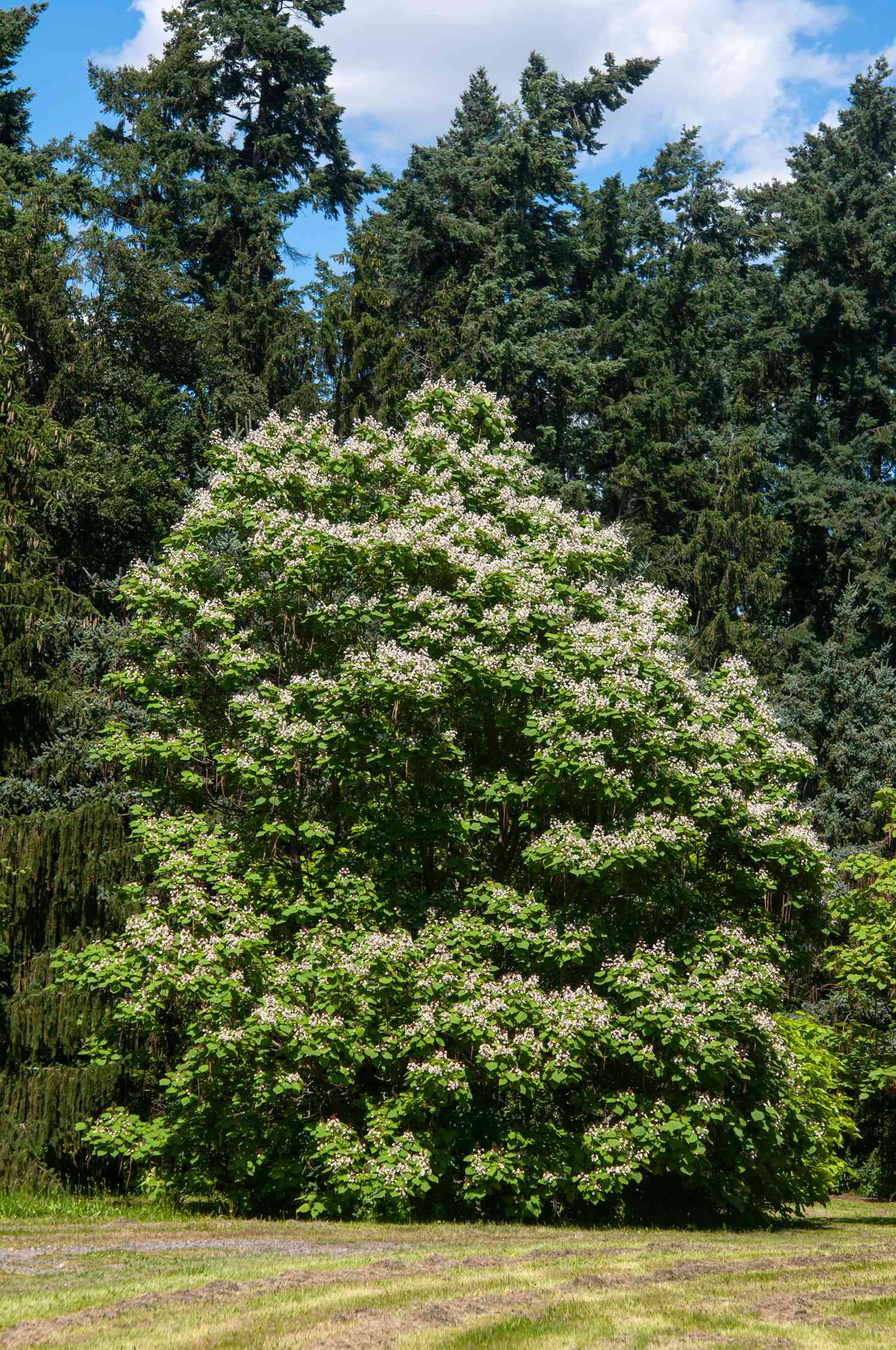 Árvore de catalpa do norte