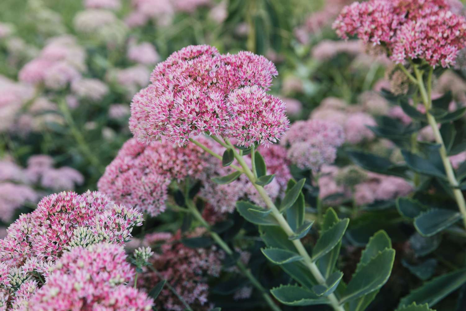 Herbstfreude Sedum wächst gut in Lehmboden