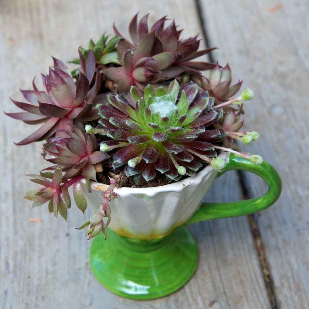 container gardening picture of hens and chicks in a vintage tea cup