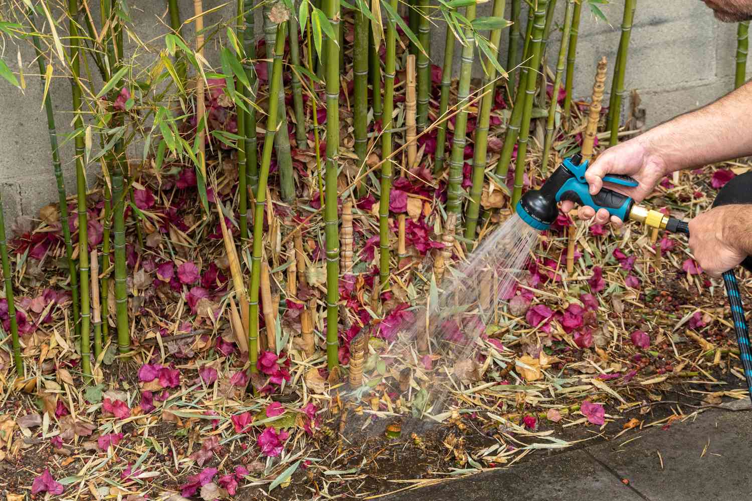 Bamboo plant watered with garden hose in yard