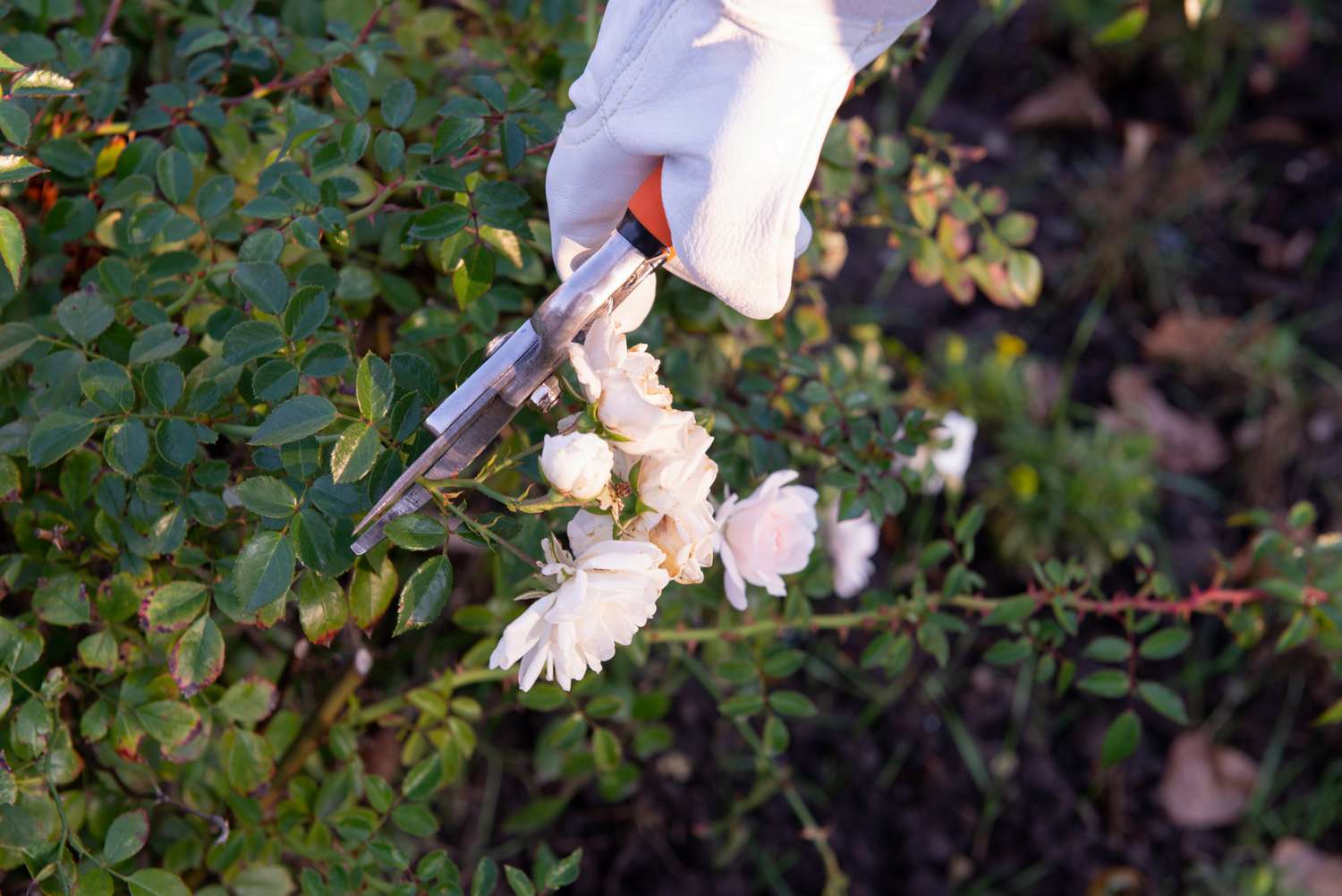 Floribunda-Rosenbuschstamm mit kleinen weißen Rosen, die mit einer Gartenschere enthauptet werden