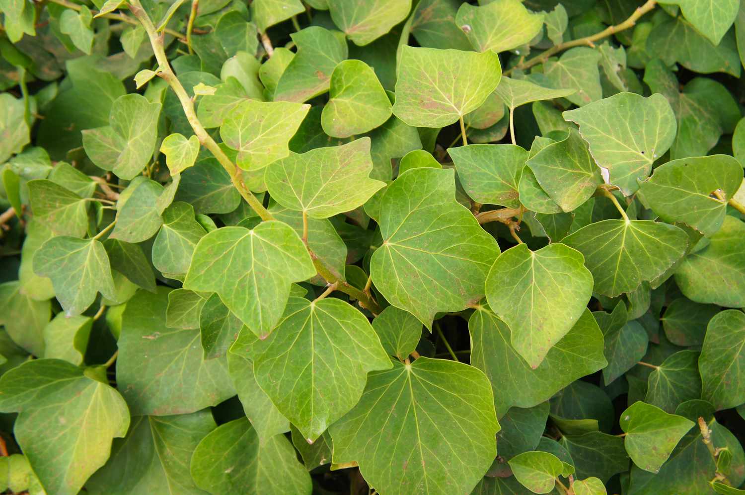 Hedera algeriensis grüner Kriechefeu