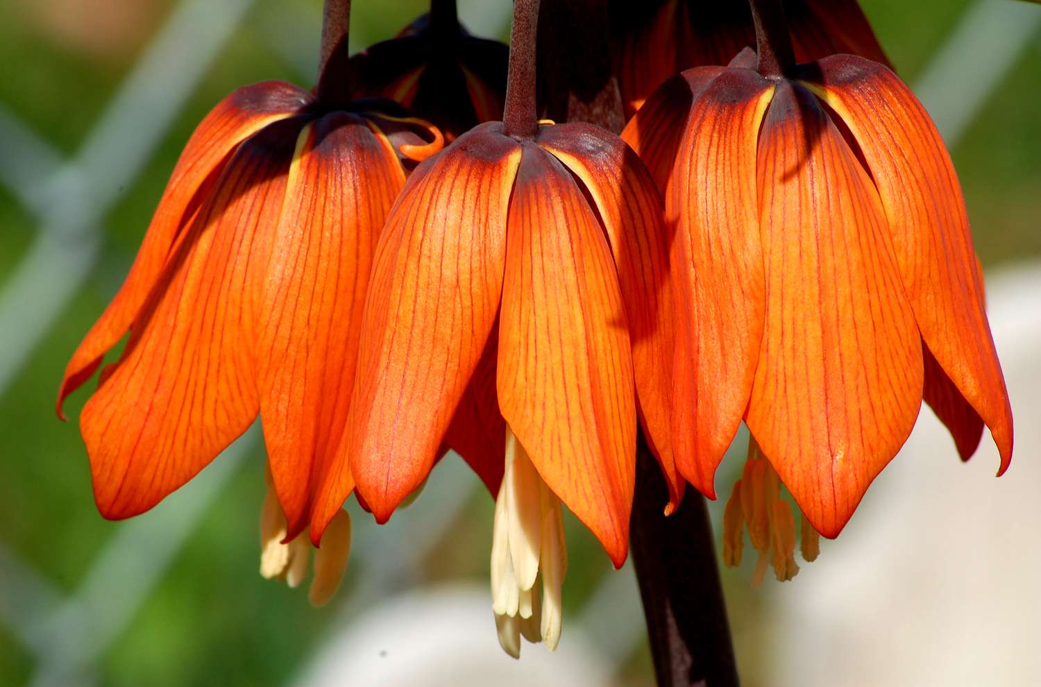 Fritillaria mit großen orangen Blüten.