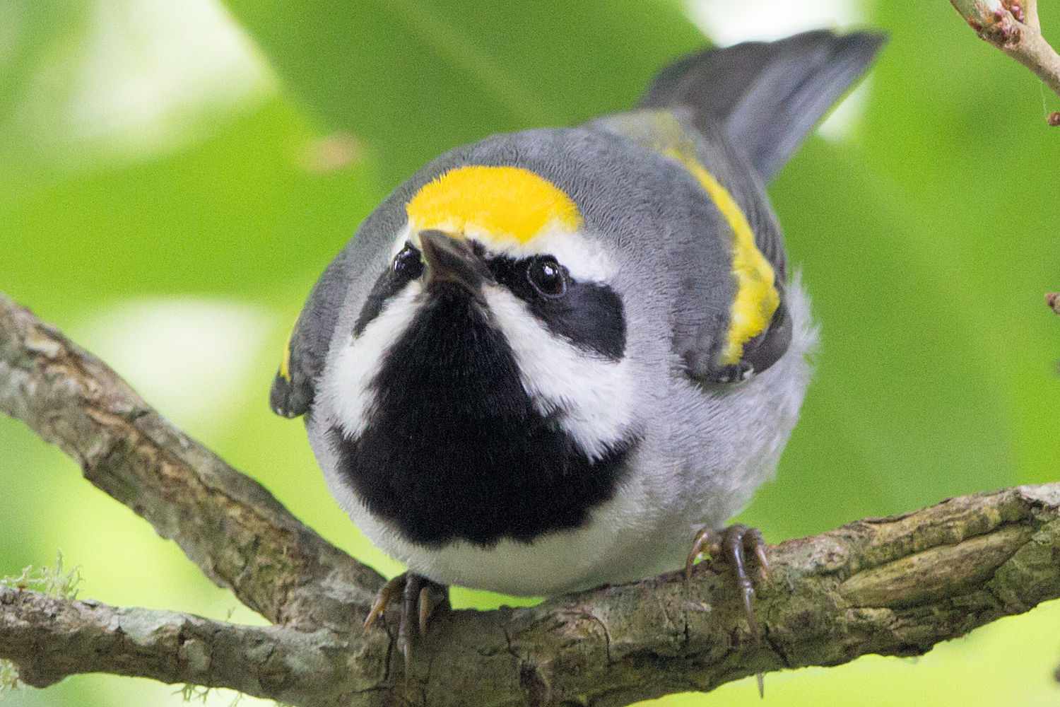 Carricerín macho